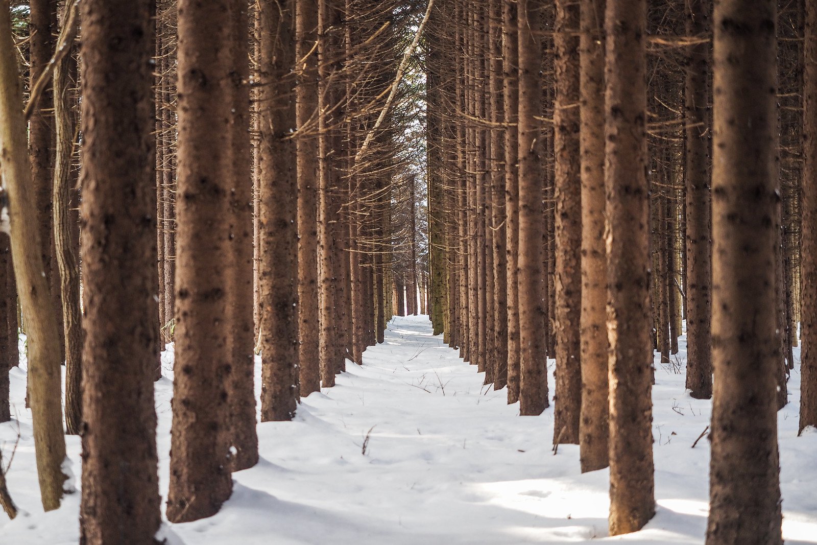 🌳 놋포로 삼림공원(놋포로 신린 코엔) 이미지 8